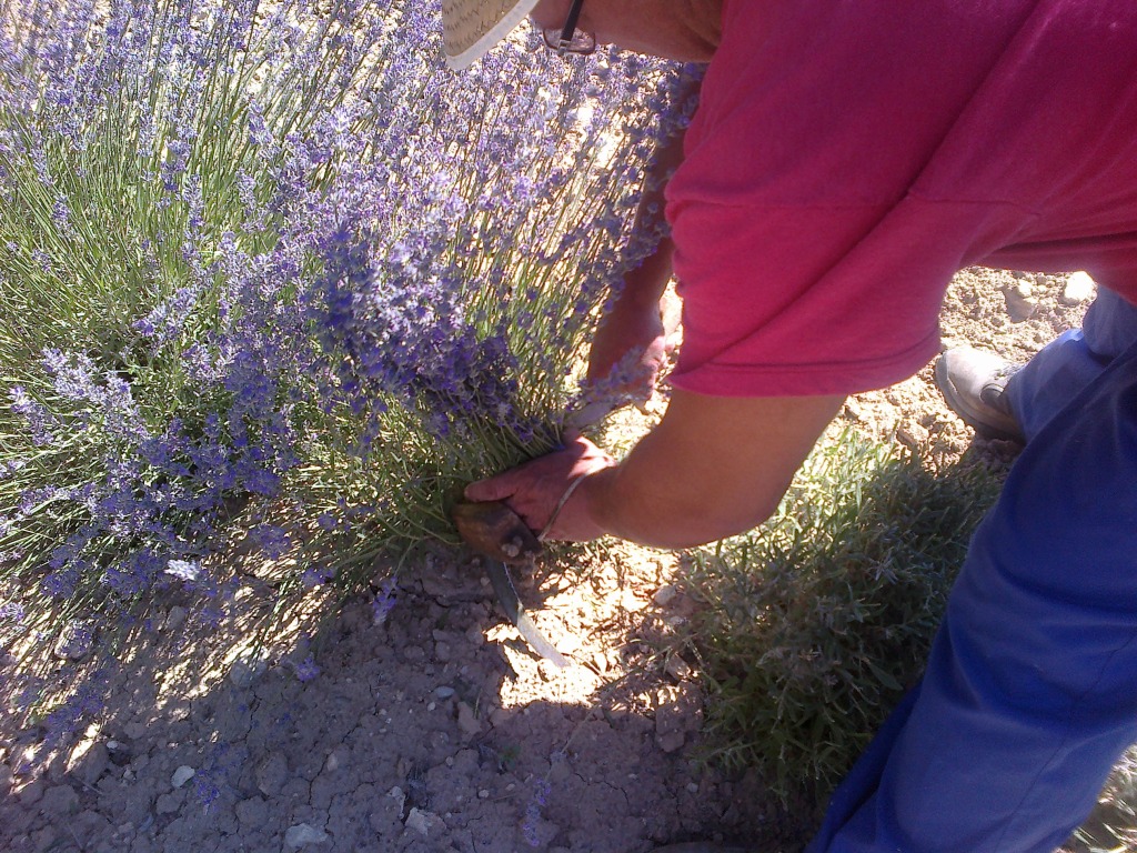 Siega de lavanda 5