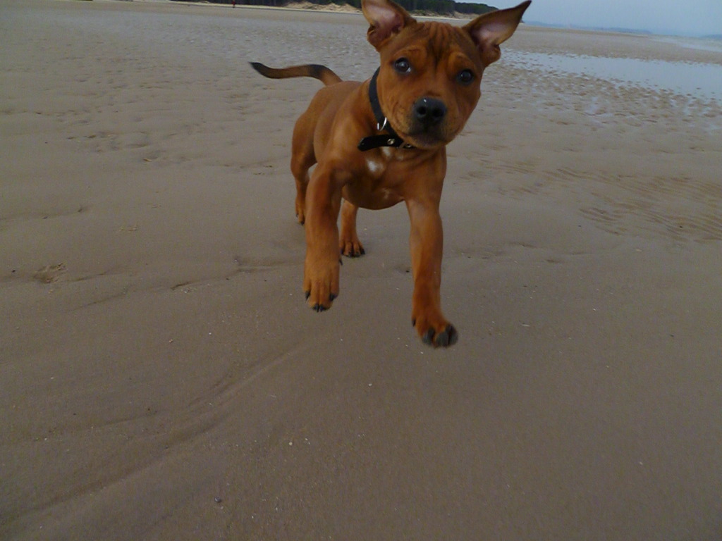 Enter Your Pup - October Photo Competition OzzyatFindhorn18wks2_zpsf3c922bf