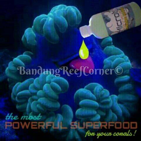 >> Rotifer BRC 500ml 75rb << IMG_20150729_1788_zpsz4nzgz2v