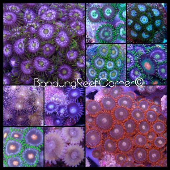 >>BRC Zoas Frag Oktober 2015<< IMG_20151019_36918_zpsazmkirkl