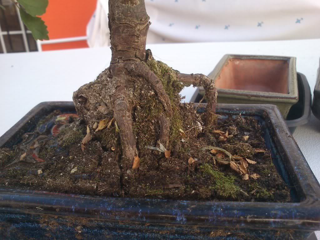 Zelkova parvifolia (perenne), mi primer bonsai :) DSC_2633