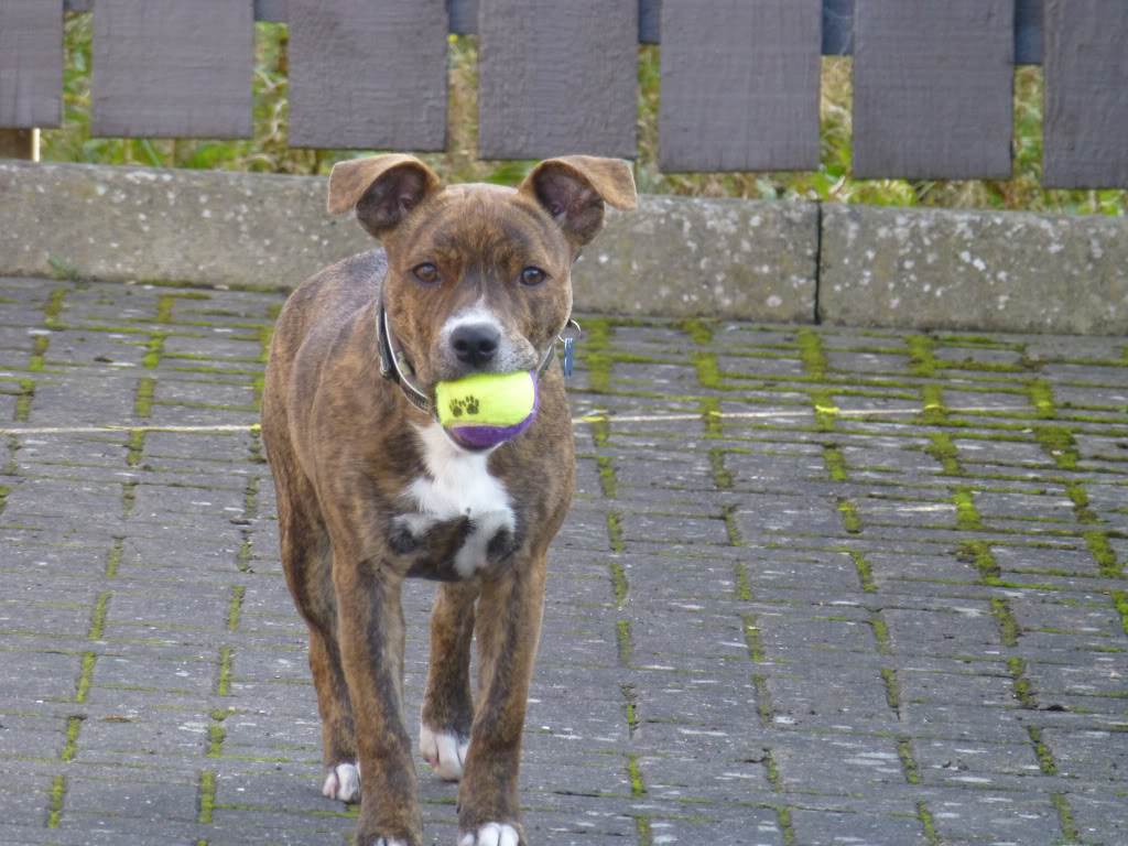 Staffies with balls D6f589e19c2b844a1722db86f94508d7_zps5a054718