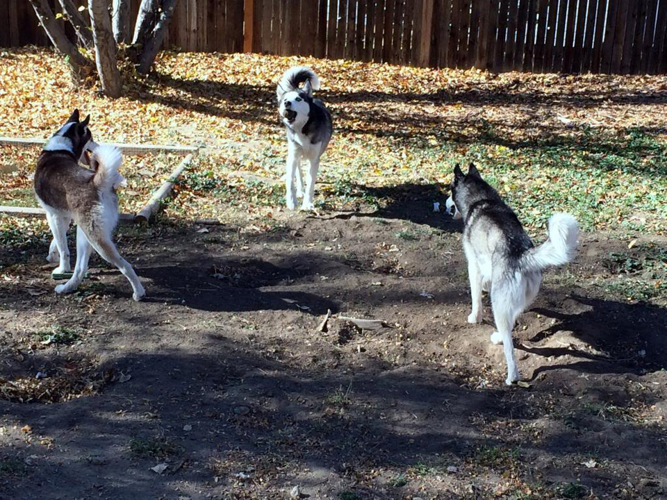 Demon, Dakota & Diablo -- UPDATED 4/15/2023 WITH PHOTOS - Page 2 IMG_0518_zpsb575562d