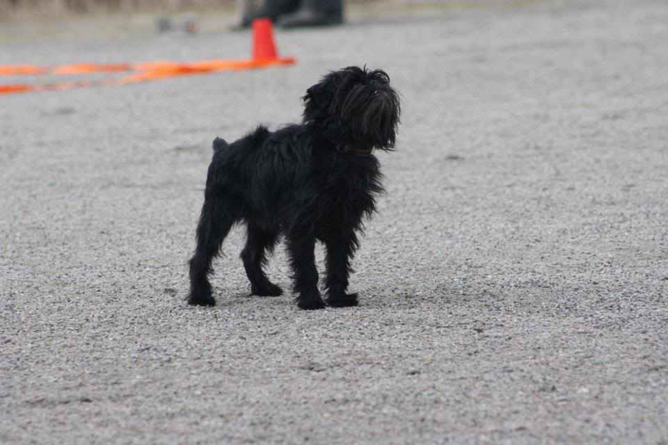 Trening med Affenpinscher  Bobbylydighet