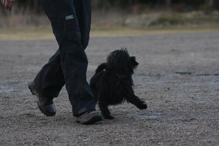 Trening med Affenpinscher  Bobbyfrivedfot