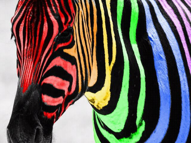 روعة الألوان في حياتنا ..  Animals_zebras_300x225_17930_-_rainbow_zebra_color_splash