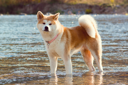 AKITA INU (♀) Maya 6-2