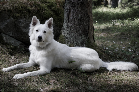 BERGER BLANC SUISSE (♀) Minie Sanstitre2-12