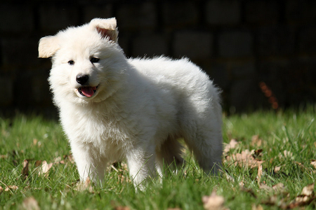 BERGER BLANC SUISSE (♂) Garfield Sanstitre3-12