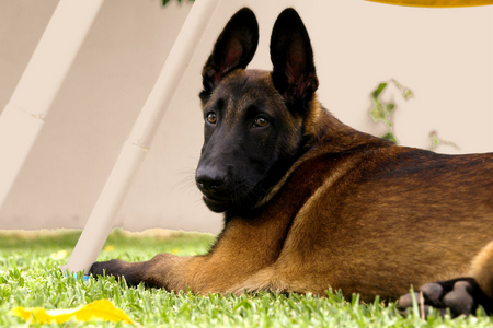 MALINOIS (♂) Mike Sanstitre5-8