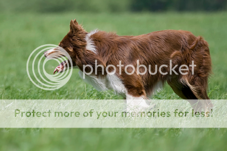 BORDER COLLIE (♂) Broonize Sanstitre68