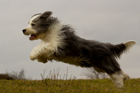 BEARDED COLLIE (♂) Bob Sanstitre7-5