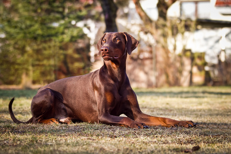 DOBERMANN (♂) Taz Sanstitre8-5