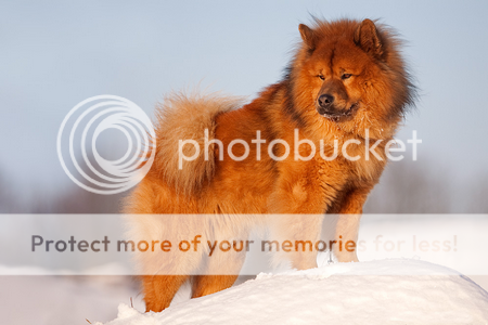 EURASIER (♀) Twixy Sanstitre82