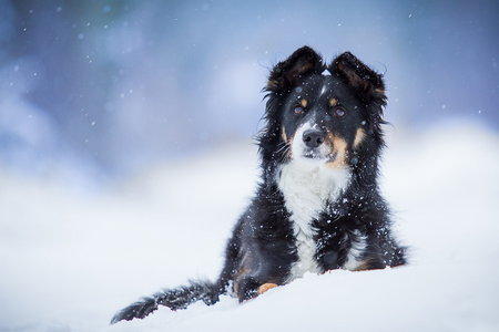 ▬ Border Collie Sanstitre9-5