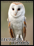 Emporio de la Lechuza E_lechuzacomun_zps0dfc4230