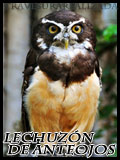 Emporio de la Lechuza E_lechuzonanteojos_zpse4719aad