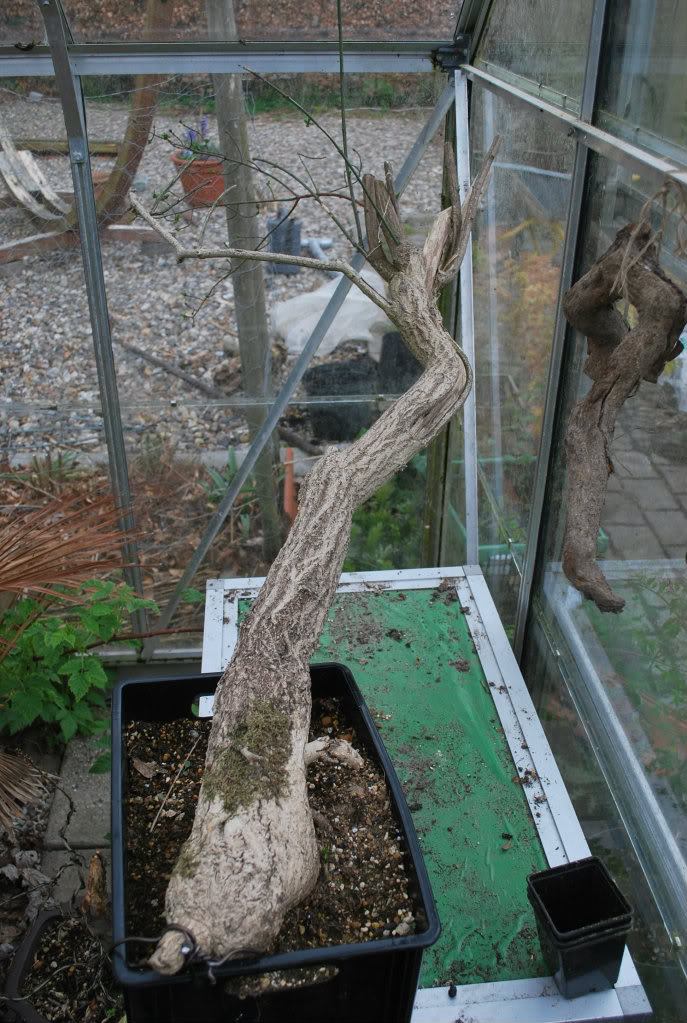 Recently dug this tree  Euonymus europaeus (european spindle tree)  DSC_0004-2