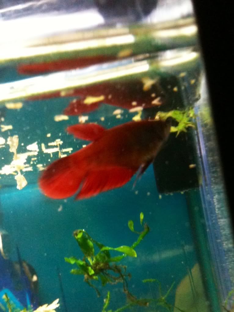 young home bred male red veiltail betta splenden/siamese fighter 21EB3A61-41FA-4330-95DC-00141ACE3DFA-28199-000024B68BEC9B50