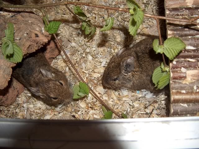 Die Degus - Seite 3 K-Haselnusszweige3