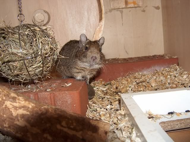 Die Degus - Seite 3 K-Haselnusszweige5