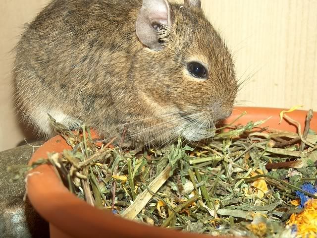 Die Degus - Seite 3 K-Kolbenhirse1