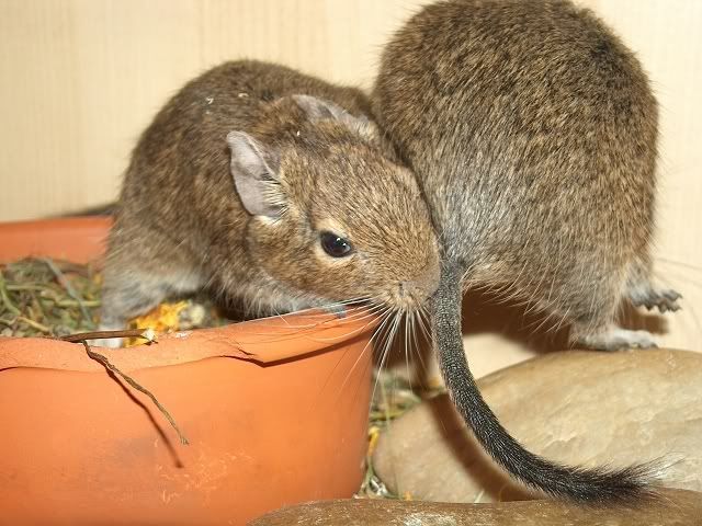 Die Degus - Seite 3 K-Kolbenhirse4