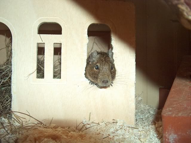 Die Degus - Seite 3 K-Renndegus14