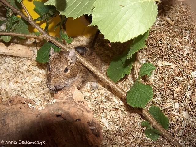 Die Degus - Seite 3 K-frischeZweige3