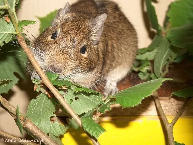 Die Degus - Seite 3 K-frischeZweige5