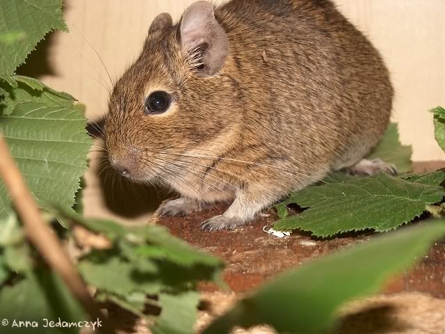 Die Degus - Seite 3 K-frischeZweige6