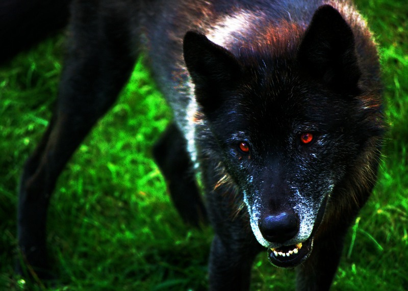 t y k o Black_Wolf_by_CindarellaPop