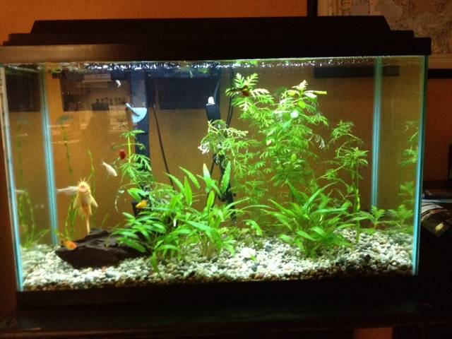 pic of my 2nd best bristlenose and my tank after thinning Image-1