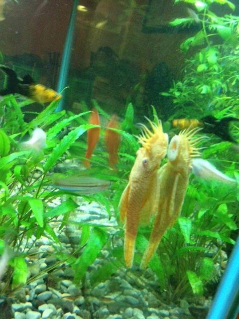 pic of my 2nd best bristlenose and my tank after thinning Image-2