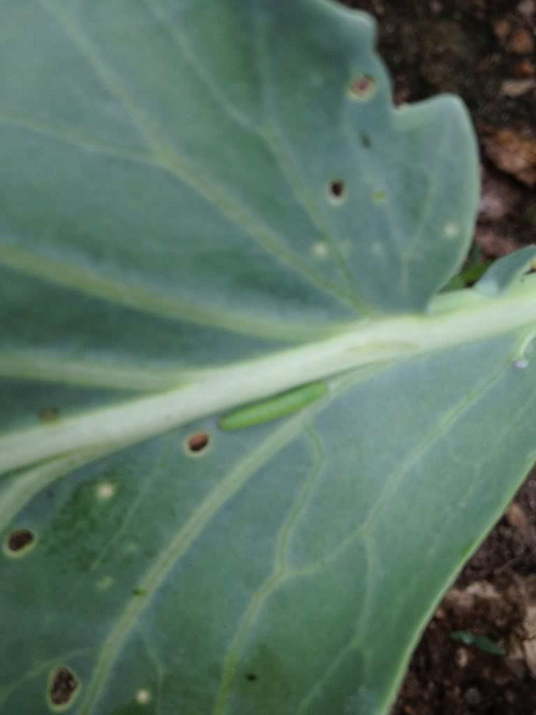 potato - What's eating in your garden today? - Page 3 Photo-2