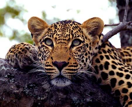 Animals 5208dsc_1253_leopard_in_tree_ispro