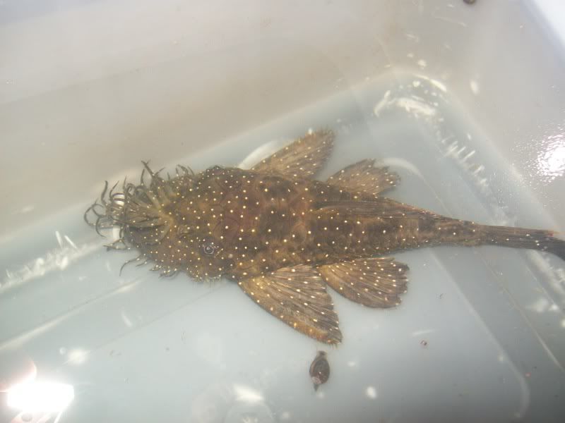 L59 BRISTLENOSE Ancistrus Hoplogenys L59pic