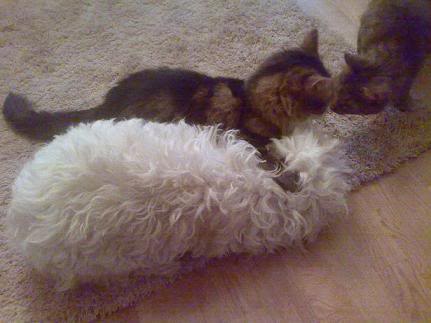 Recent funny pics of my dog & cats :D CatattactB