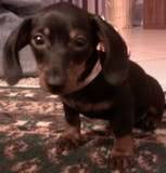 Dacshund Pics! Missy