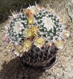 Kaktusi poeli cvjetati - Page 40 Th_Mammillariakarwinskianasspnejapensis_zps83f36458