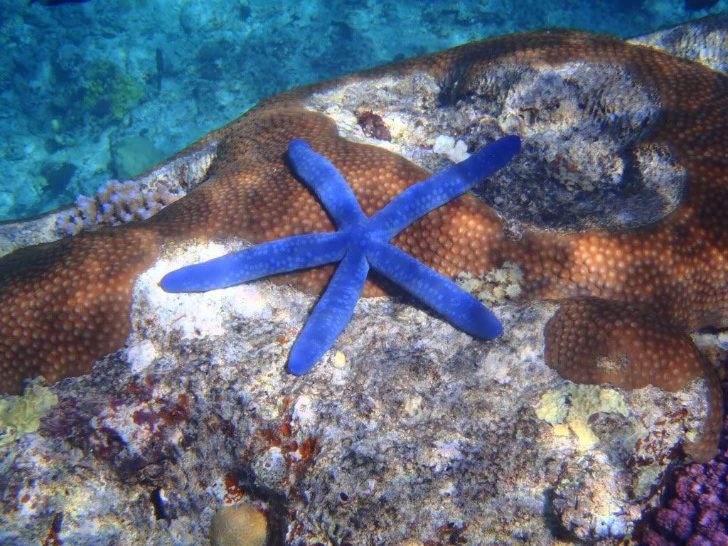 Snorkelling in the Pacific Island 2012 0b0e02e5