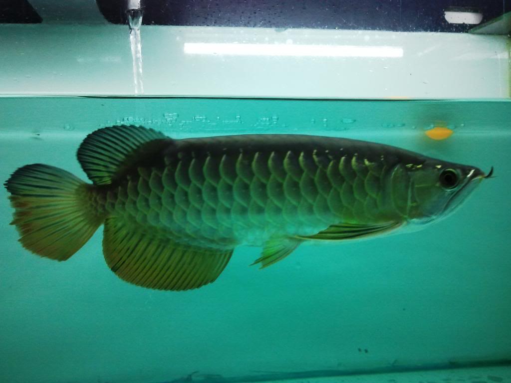 Perbandingan colour ikan.. 2013-01-06074248_zpsce20a1f1