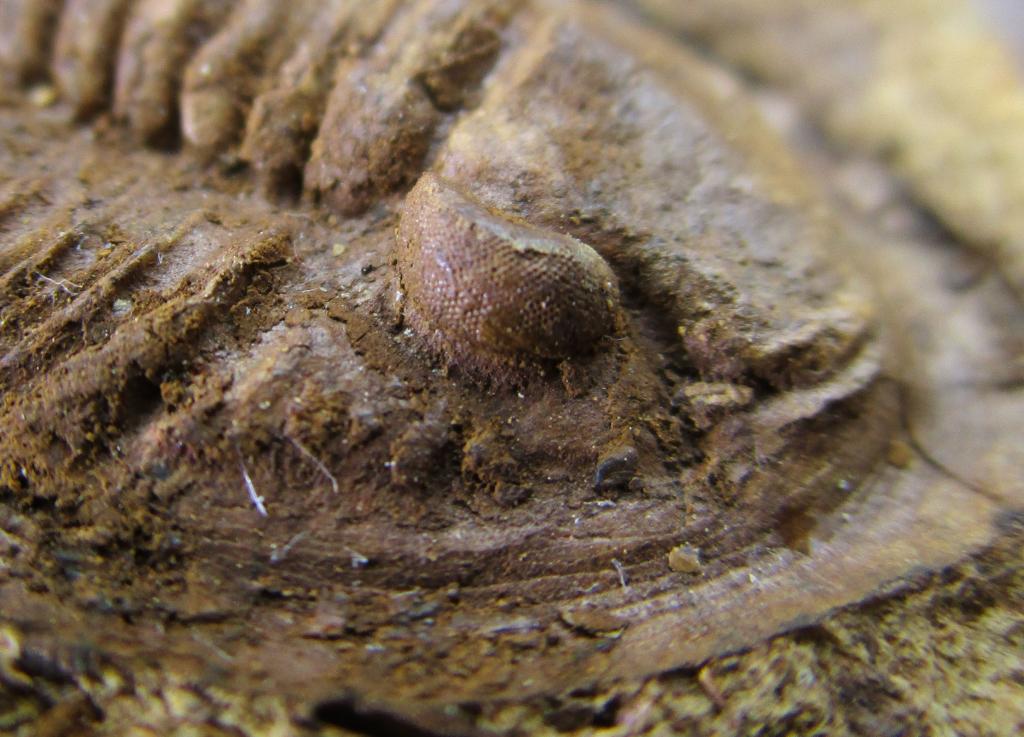 Ojos de trilobites Cornoproetus_zpsujldcuk6