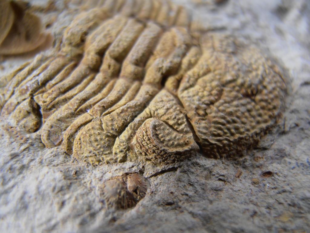 Ojos de trilobites PB250030_zpsbx8bvoep