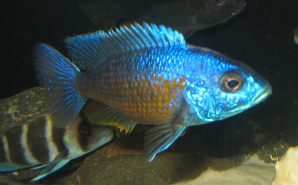 3 Malawi Azules viviendo en mi acuario que no conozco!  Sinttuhlo_zps4e854975