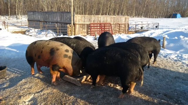 Some photo's of my hogs IMG_20140318_184248