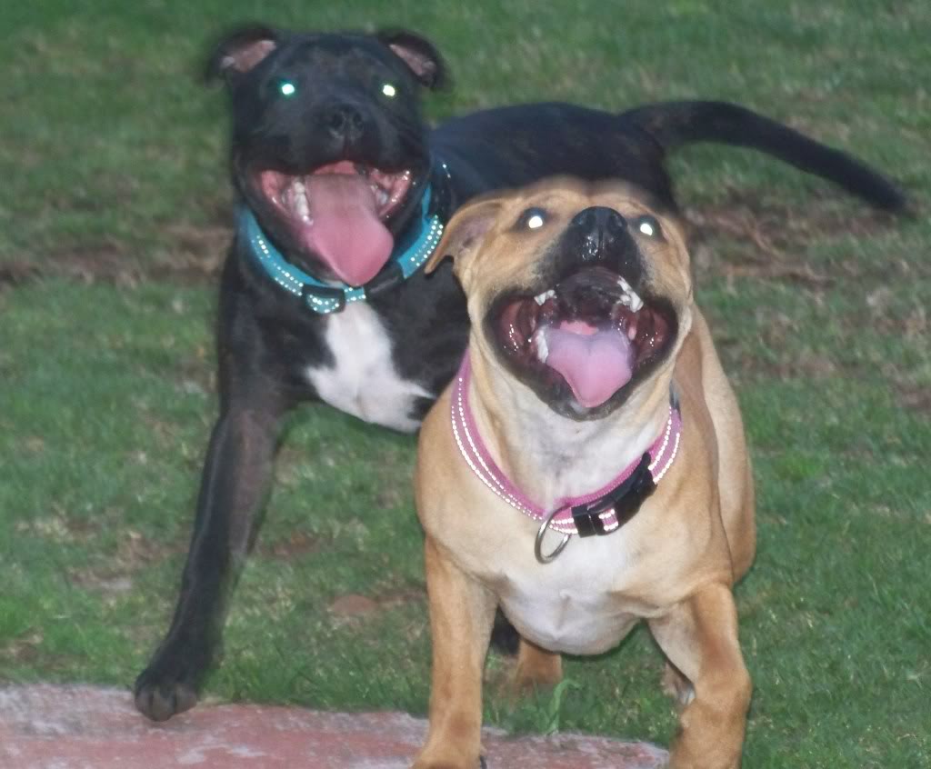 Hi All fellow Staffy lovers. 100_1935