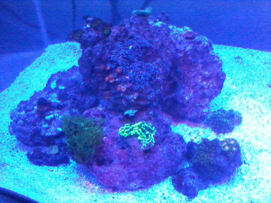 Nano reef 60 litros EX pico 2014-10-05%2023.56.15_zpsbtr4ypb6