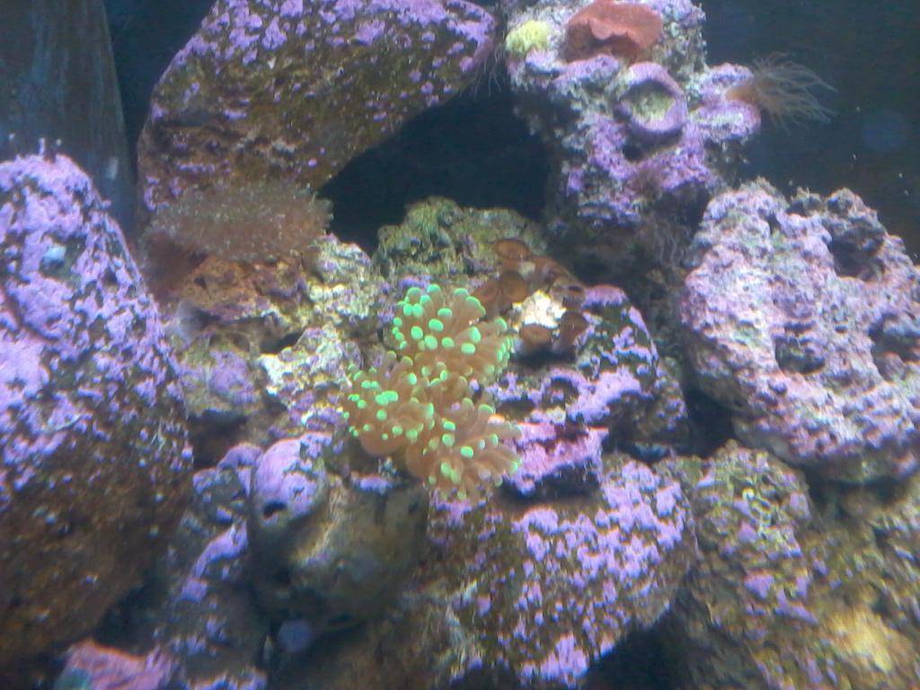 Nano reef 60 litros EX pico 2015-02-23%2017.41.14_zpsek44seco