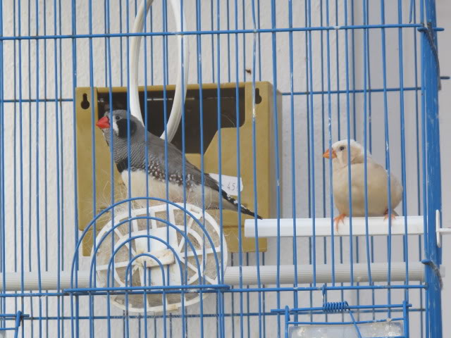 As minhas aves 024